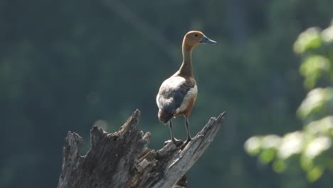 Whistling-duck---pond---tree-