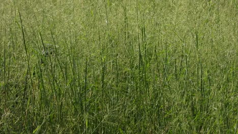 Weißbrüstige-Wasserhenne---Grünes-Gras