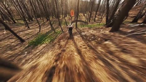 Tracking-shot-of-Pro-mountain-biker-through-leafless-fall-forest