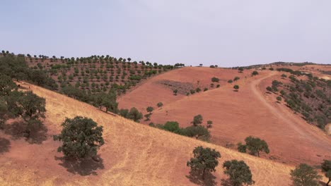 Drone-flying-over-aligned-tree-plantation-on-valley-towards,-Alentejo-Landscape