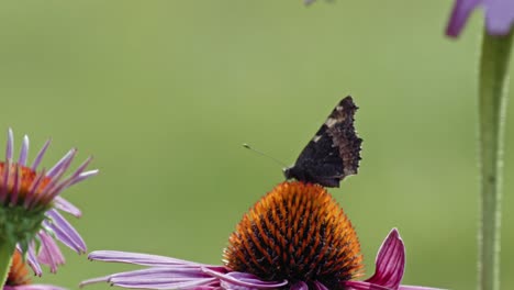Small-Tortoiseshell-Butterfly-struggling-in-the-wind-while-sitting-on-orange-Coneflower---macro