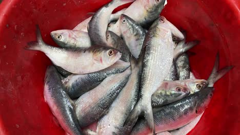 Hilsha-fishes-kept-in-ice-for-selling-in-market