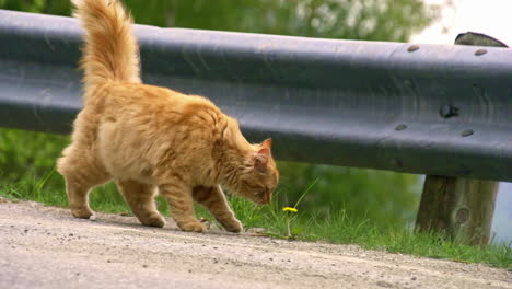 Long-haired-cat-walking-along-the-side-of-a-road---orange-tabby