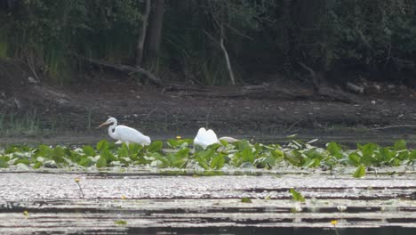 A-White-Great-Egret-and-a-Swan-Between-Water-Lillies-on-a-Side-Arm-of-the-Rhine-River