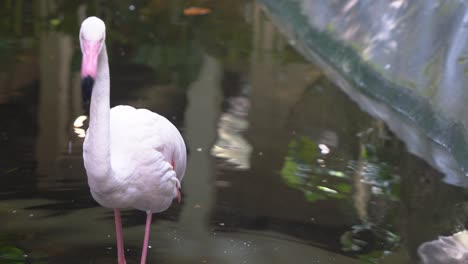 Elegant-greater-flamingo,-phoenicopterus-roseus,-slowly-walks-toward-the-camera,-dipping-its-beak-in-rippling-water,-foraging-for-food,-langkawi-wildlife-park,-handheld-motion-close-up-shot