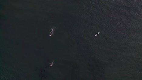 Aerial-overhead-of-three-surfers-paddling-for-and-surfing-a-wave