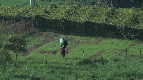 Filipino-farmer-walking-across-the-field-doing-farm-work-and-maintaining-his-crops,-carrying-a-heavy-load
