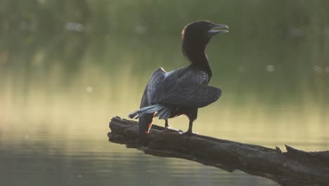 Kormoran---Angelvogel-Im-Teichgebiet