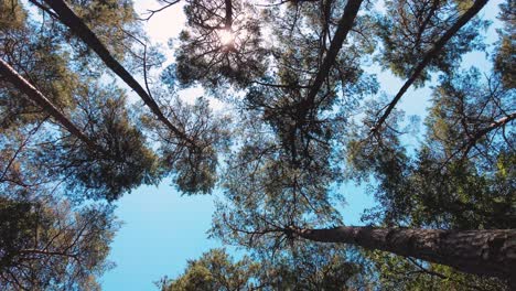Gimbal-shot-looking-up-tree-tops-Scots-Pines-in-summer