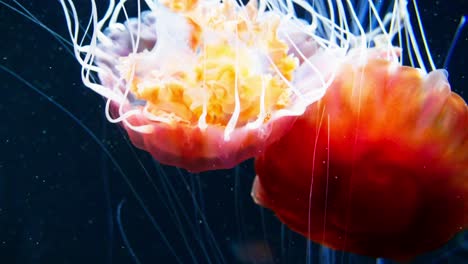 The-aquarium-in-Singapore-is-home-to-several-jellyfish-that-are-gelatinous-members-of-the-Subphylum-Medusozoa,-a-subphylum-of-the-Cnidaria-family