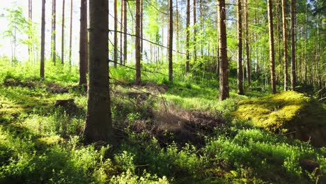 Time-lapse-in-a-green-mixed-forest-with-the-sun-and-shadows-of-the-trees---wide-shot