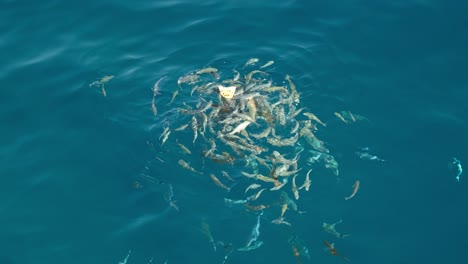 Herds-of-Wild-Fish-eating-a-Pizza-Slice-in-Crystal-Clear-Blue-Water-off-Croatia,-Slow-Motion-Footage