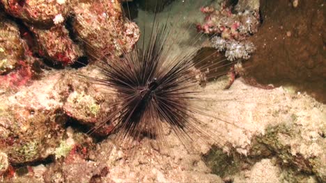 Black-sea-urchin-on-coral-reef-at-night