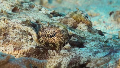 Flathead-super-close-up-on-coral-reef-in-the-Red-Sea
