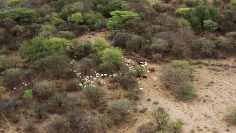 Herding-Goats-Near-Indigenous-Village-In-Omo-Valley,-Ethiopia