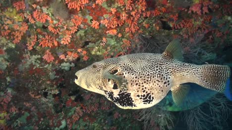 Map-Pufferfish-swimming-on-tropical-coral-reef