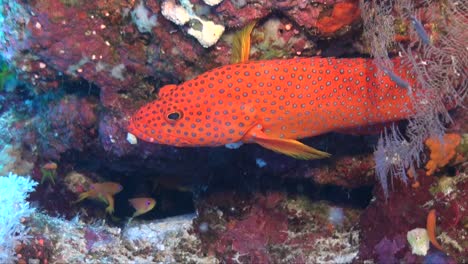 Coral-Rock-Kabeljau-Hautnah-Am-Tropischen-Korallenriff