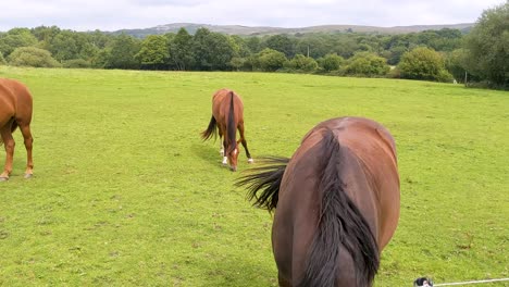 Pferd-Aus-Nächster-Nähe-Mit-Herde,-Die-Auf-Dem-Feld-Weidet,-Mit-Brecon-Leuchtfeuern-Im-Hintergrund-In-Wales,-Großbritannien,-4k