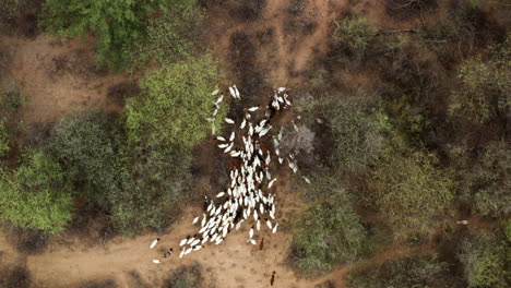 Vista-De-Arriba-Hacia-Abajo-De-Las-Cabras-De-La-Tribu-Local-En-El-Valle-De-Omo,-Etiopía---Disparo-De-Drones