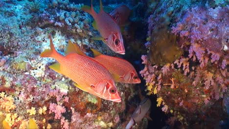 Squirrelfishes-swimming-on-colorful-tropical-coral-reef