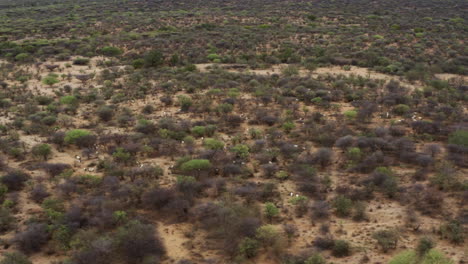 Drone-Orbitando-Sobre-Cabras-Pastando-En-El-Desierto-Cerca-Del-Pueblo-Del-Valle-De-Omo-En-Etiopía