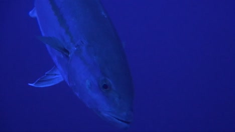 Mackerel-super-close-up-in-slow-motion-passing-in-front-of-camera-in-blue-ocean