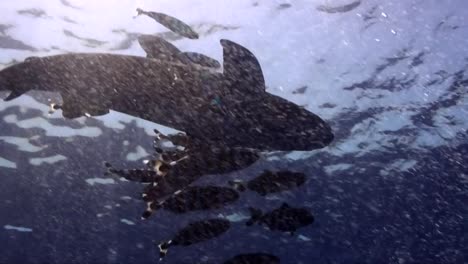 Tiburón-Oceánico-De-Punta-Blanca-Nadando-Debajo-De-La-Superficie-En-El-Mar-Rojo