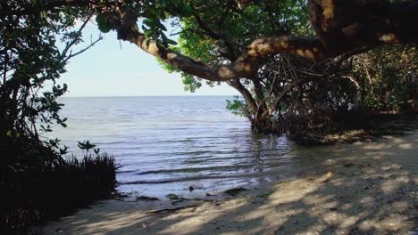 Emerson-Point,-Bradenton-Florida,-beach,-white-sand,-hidden-treasure,-blue-skies,-green-trees,-mangroves