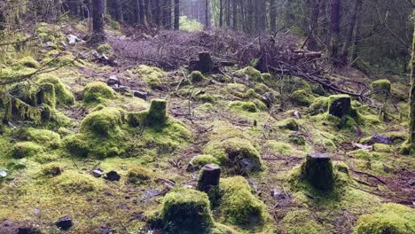 Ruta-De-Deforestación-Con-árboles-A-Cada-Lado-En-Brecon-Beacons-Gales-Uk---Lentamente-Panoramización-Sin-Problemas-4k