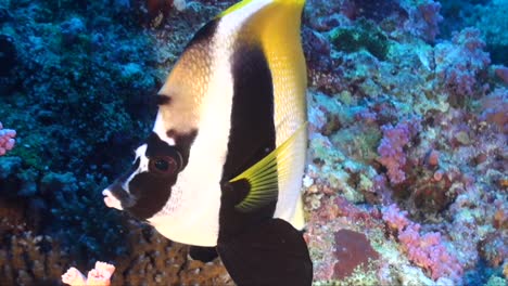 Butterflyfish-super-close-up-on-tropical-reef