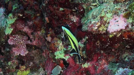 Moorish-Idol-close-up-on-coral-reef