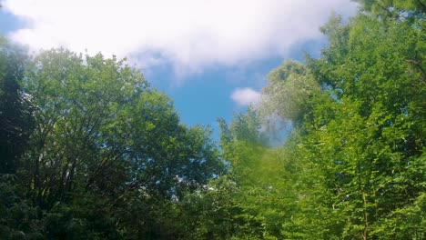Verträumte-Glatte-Aufnahmen-Von-Hellgrünen-Bäumen-Mit-Dunstigem-Sonnenlicht-Und-Blauem-Himmel-Im-Sommer-Uk-4k