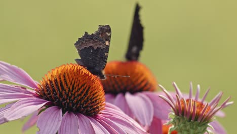 Two-butterflies-eating-Nectar-From-orange-Coneflower---macro-static-shot
