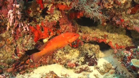 Roter-Korallenbarsch,-Der-über-Korallenriff-Schwimmt