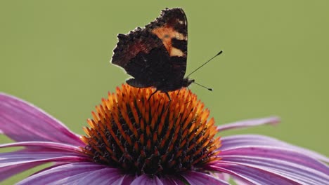 Small-Tortoiseshell-Butterfly-eating-Nectar-From-orange-Coneflower---macro-static-shot-1