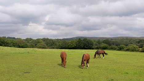 Pferde-Grasen-Auf-Einem-Feld-Mit-Hügeln-Im-Hintergrund-In-Brecon-Beacons-UK-4k