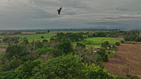 Guarumal-Panama-Aerial-v5-low-flyover-acres-of-farmland-capturing-beautiful-cultivated-land-with-flock-of-vultures-flying-away-knowing-severe-weather-approaching---Shot-with-Mavic-3-Cine---April-2022