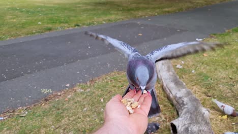 A-pigeon-gracefully-flies-up-onto-a-mans-hand-to-feed-on-peanuts-whilst-other-pigeons-try-and-intrude-but-get-pushed-away-by-other-pigeons