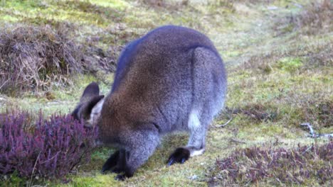 Ein-Bennett-Wallaby,-Das-Auf-Dem-Gras-Am-Cradle-Mountain-Tasmanien-Weidet