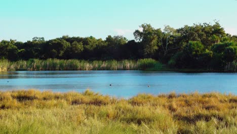Emerson-Point,-Bradenton-Florida,-pond-saw-grass,-blue-skies,-green-trees,-ducks,-wind