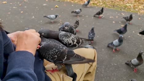 A-girl-sat-on-a-bench-in-the-park-feeding-a-flock-of-pigeons-on-her-lap