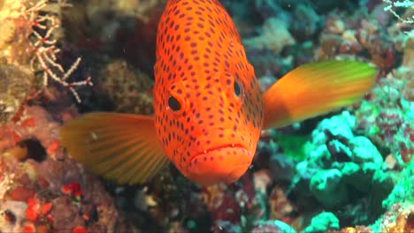 Red-coral-grouper-super-close-up-front-view-on-coral-reef