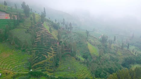 Hill-with-tobacco-plantation