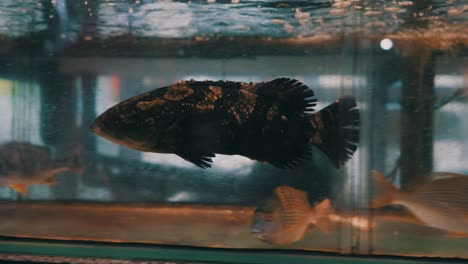 A-black-skin-fish-in-an-aquarium-is-swimming-around-waiting-to-be-eaten