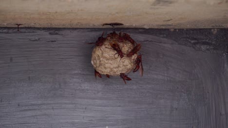Biene-Auf-Dem-An-Der-Wand-Befestigten-Nest