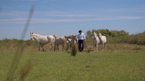 Cowboy-Mit-Ihr-Von-Pferden-Auf-Einem-Feld-In-Südfrankreich-Mit-Hohem-Gras-Im-Vordergrund