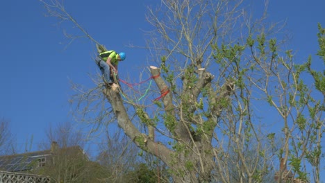 Tree-surgeon-pruning-wearing-safety-gear-and-helmet-2