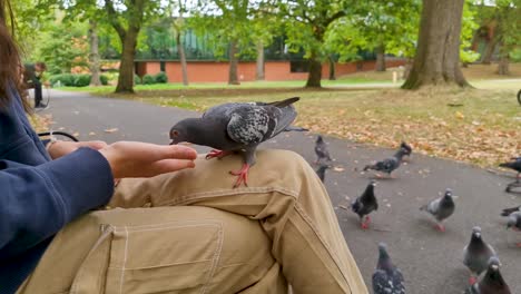 A-girl-sits-on-a-park-bench-during-Autumn-feeding-pigeons-on-her-lap-whilst-being-surrounded-by-other-feeding-pigeons