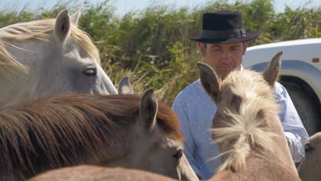 Cowboy-feeding-his-herd-of-horses