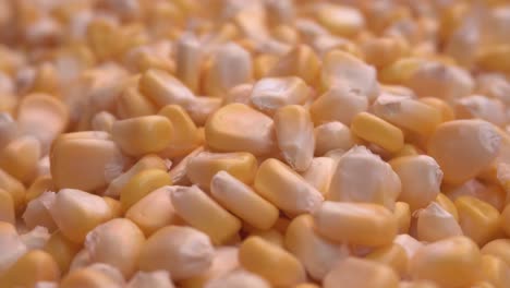 Corn-is-very-healthy-and-tasty-food-3